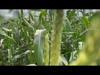 the guard catches the thief in the corn field and writes out to her a fine in the place of sex, porn, fucked, anal, boobs, asses, finish, webcam